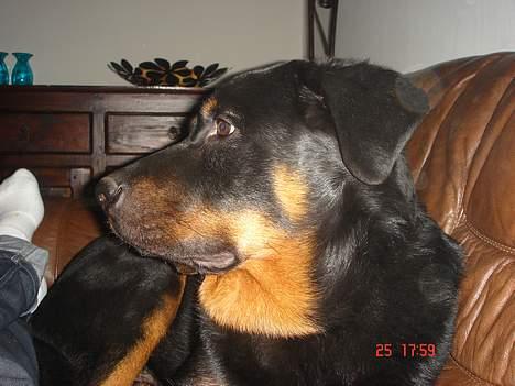 Rottweiler Spike billede 8