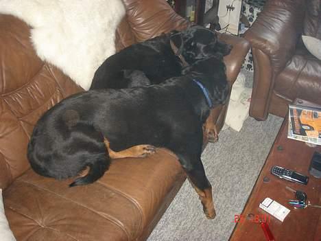 Rottweiler Spike - Mit mellemnavn er "lazyboy" :o) billede 9