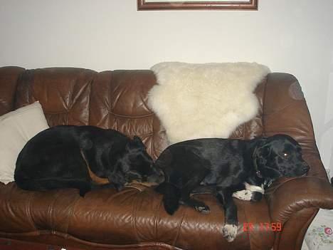 Rottweiler Spike billede 10