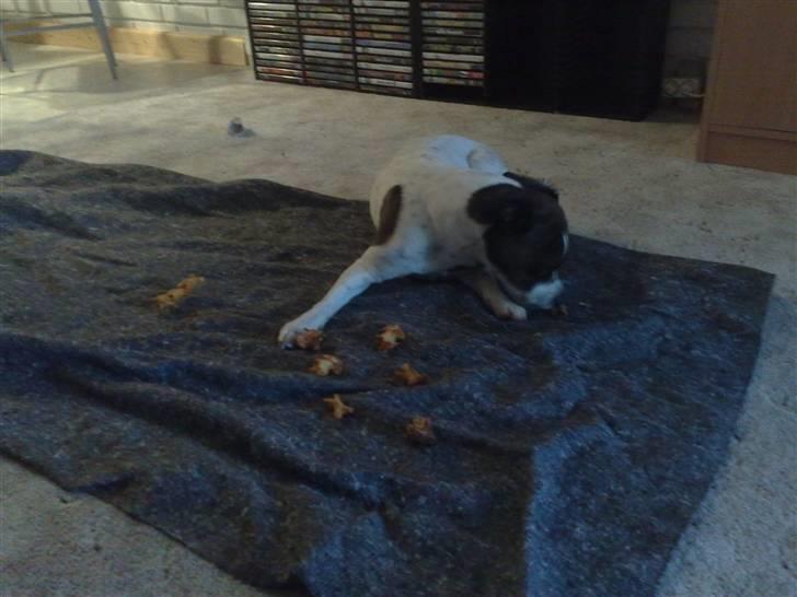 Blanding af racer chilli bean RIP - undre mig over at det altid skal splittes af billede 20