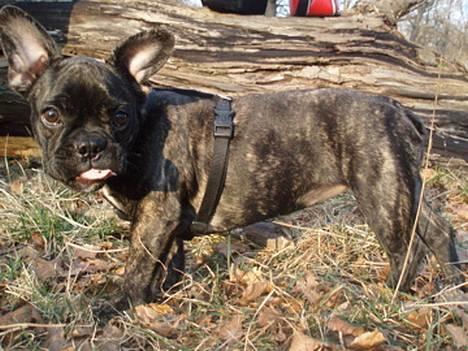 Fransk bulldog Lola - ha...jeg rækker bare tunge...:-)...var der nogen der sagde fræk... hehe... billede 15