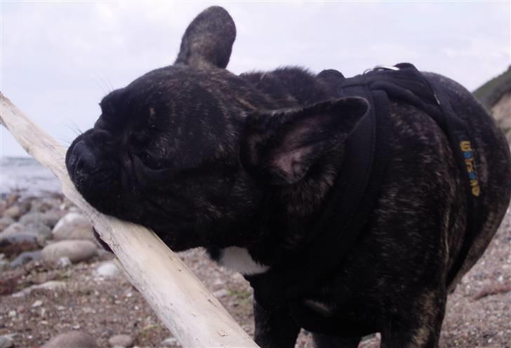 Fransk bulldog Lola - det er hårdt arbejde, med sådan en stor pind !!! billede 16