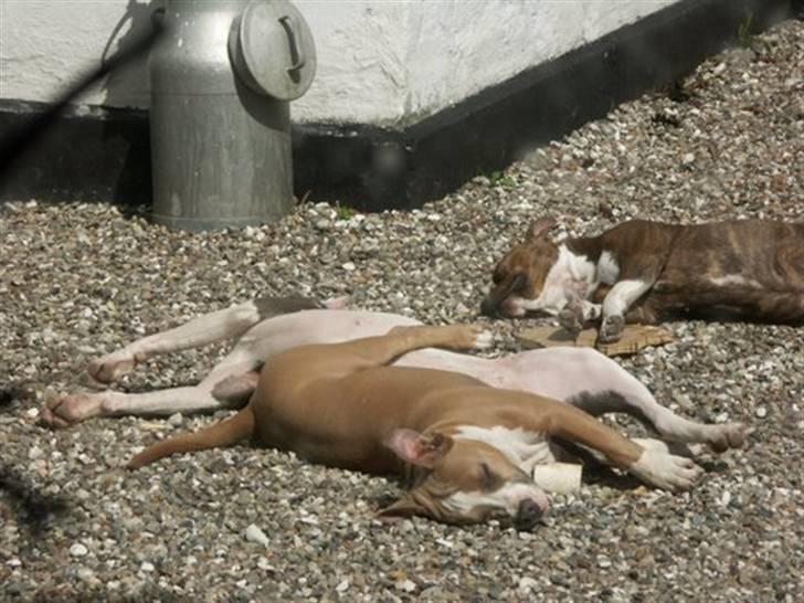 Amerikansk staffordshire terrier Khorramshahrs Gladiator - Just relaxing :P billede 3