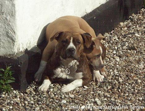 Amerikansk staffordshire terrier Khorramshahrs Gladiator billede 7