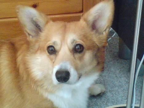 Welsh corgi pembroke nala billede 4