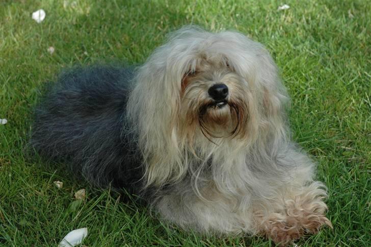 Bichon havanais Pepsi (død d.26/6-13) billede 10