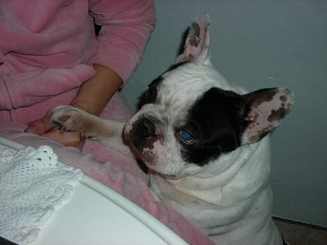 Fransk bulldog Prins Freddy R.I.P - Op til Moar billede 1