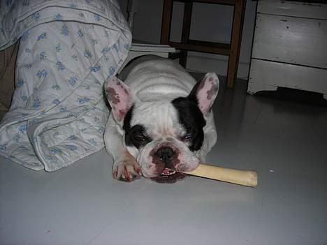 Fransk bulldog Prins Freddy R.I.P - God cigar billede 2