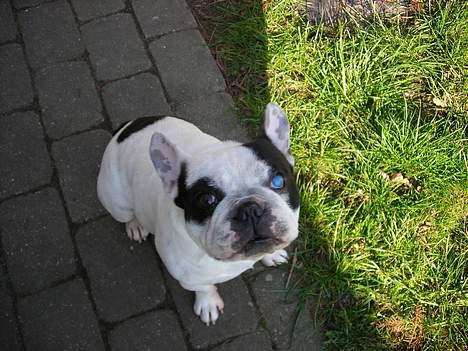 Fransk bulldog Prins Freddy R.I.P - Freddy med sit blå øje billede 3