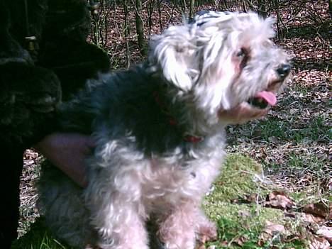 Bichon havanais Pepsi (død d.26/6-13) - Pyha det er godt nok hårdt at være i skoven. billede 11