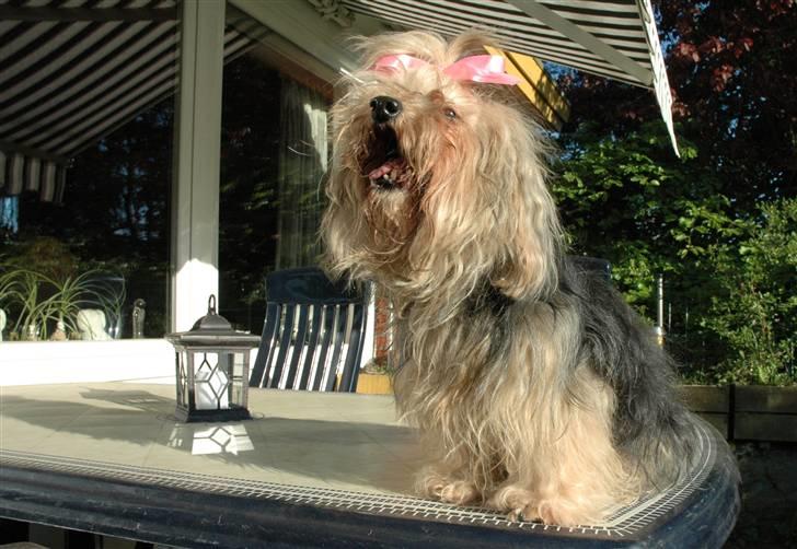 Bichon havanais Pepsi (død d.26/6-13) billede 12