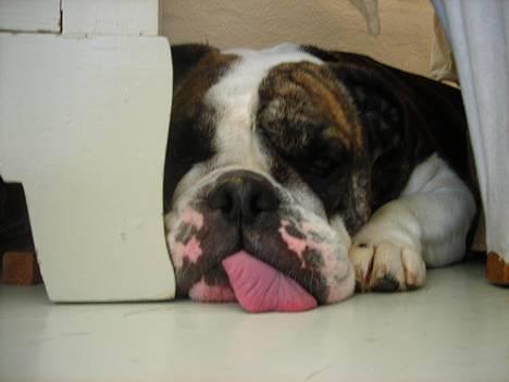 Engelsk bulldog Prinsesse Freja - Prinsessen sover billede 1