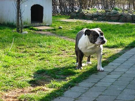 Engelsk bulldog Prinsesse Freja - Freja billede 3