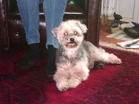 Bichon havanais Pepsi (død d.26/6-13) - Så tar vi lige en slapper... billede 13
