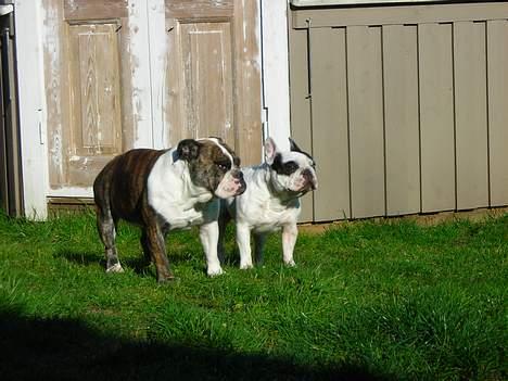 Engelsk bulldog Prinsesse Freja - Prinsessen og Prinsen  billede 4