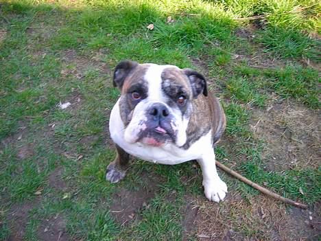 Engelsk bulldog Prinsesse Freja - Tussepigen billede 5