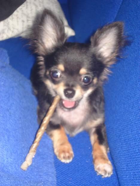 Chihuahua Tyson - Gnave Gnave :) billede 3