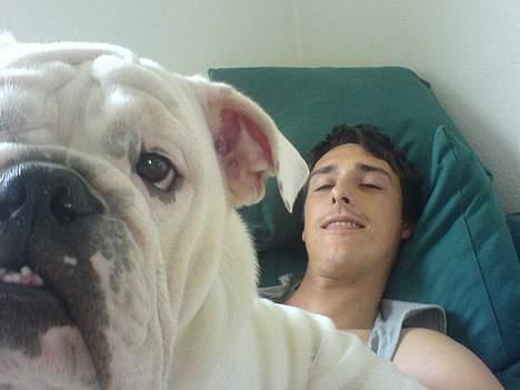 Engelsk bulldog anton sne - mig og farmand billede 1