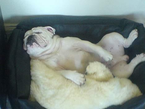 Engelsk bulldog anton sne - anton slapper helt af billede 2