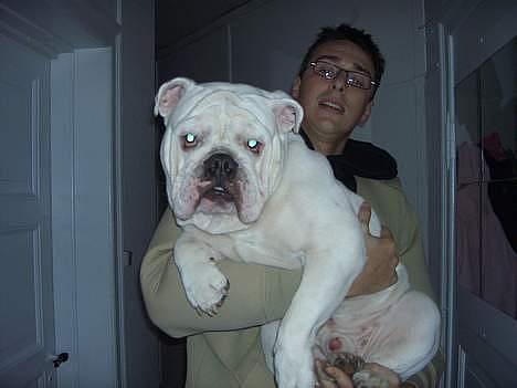 Engelsk bulldog anton sne - mig og farmand  billede 3