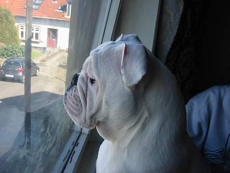 Engelsk bulldog anton sne - her holder jeg vagt og kontrollere om alt er ok det er min gade billede 5