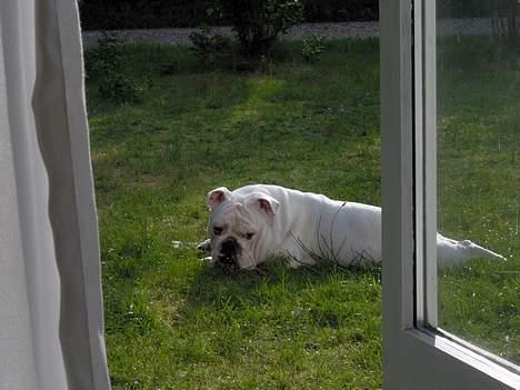 Engelsk bulldog anton sne - sommerhus loving it billede 6