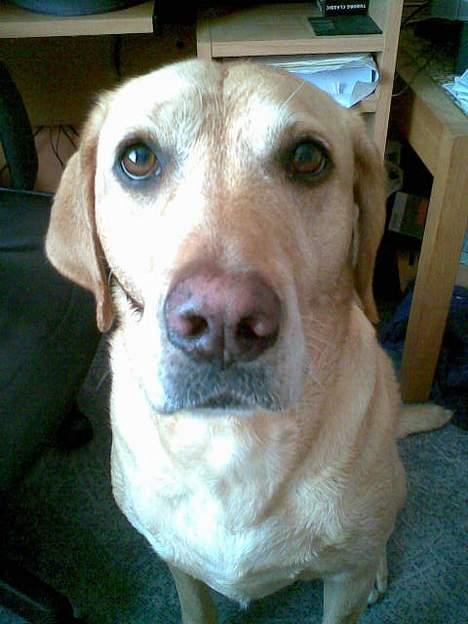 Blanding af racer mille - Ved mor ik kan stå for de øjne billede 18