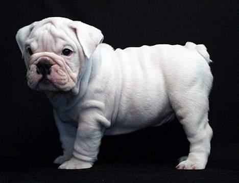 Engelsk bulldog anton sne - mig som lille billede 7