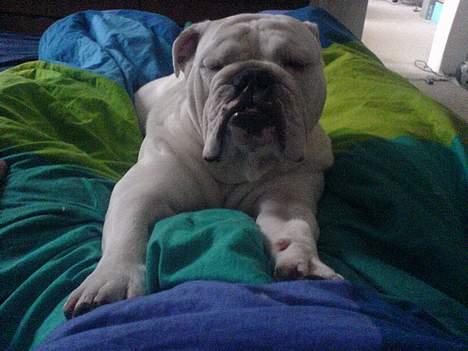 Engelsk bulldog anton sne - godmorgen din frækkert billede 8