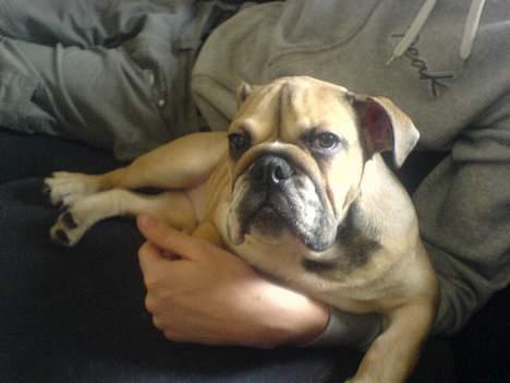 Engelsk bulldog anton sne - se min nye lillesøster olivia billede 9
