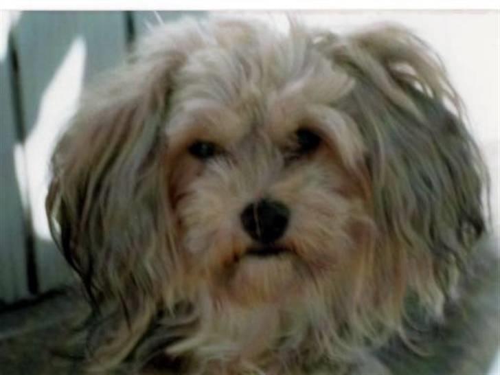 Bichon havanais Pepsi (død d.26/6-13) billede 14