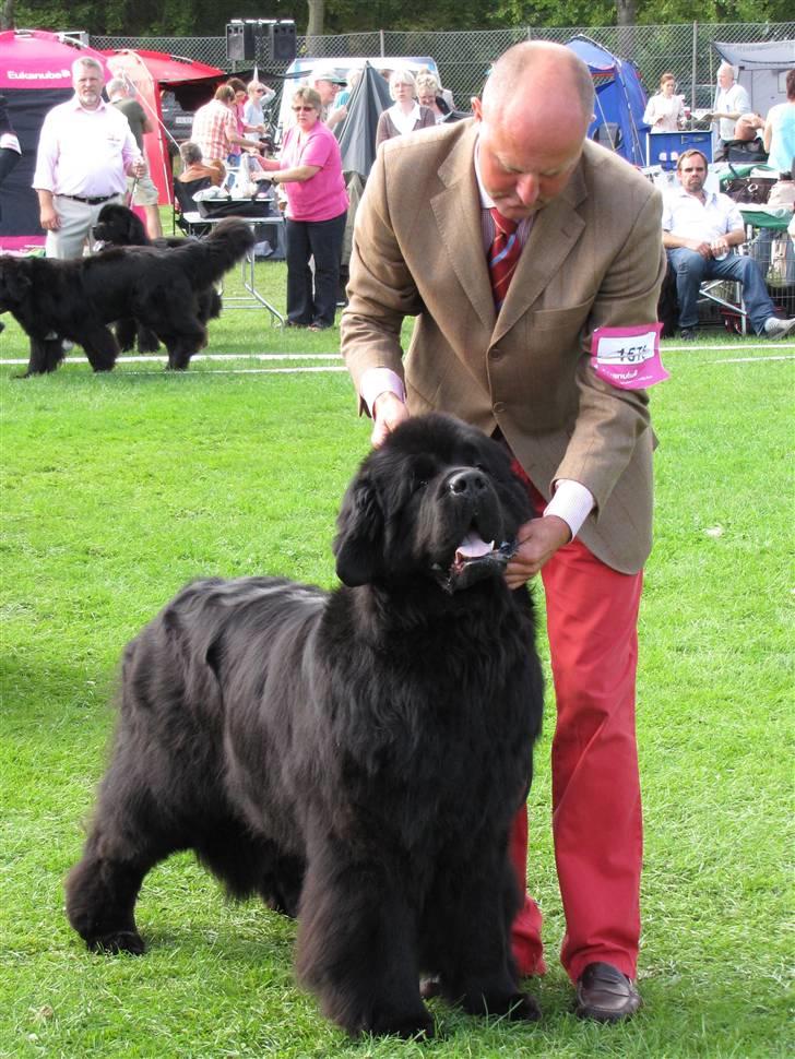 Newfoundlænder Ferdinand (Cannon Bear's) - Dagen hvor Ferdinand bliver Dansk Champion 16.08.2009 billede 1