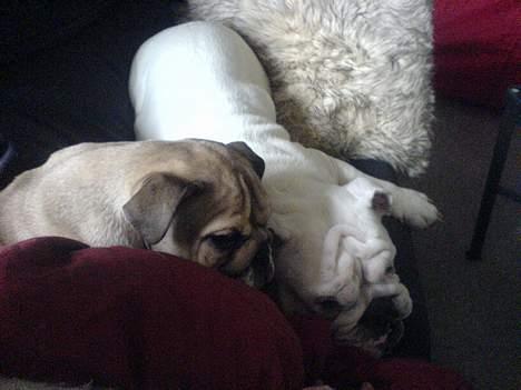 Engelsk bulldog olivia carina waldborg - mig og brormand putter hvis altså jeg lige kan møve mig ned her billede 2