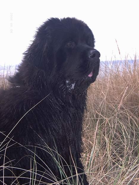 Newfoundlænder Ferdinand (Cannon Bear's) - Ferdinand ta´r lige et "vue" efter en dejlig badetur :o) billede 4