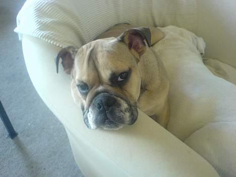 Engelsk bulldog olivia carina waldborg - det er ikke en god måde at sove på det her billede 3