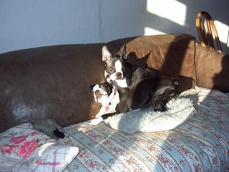 Boston terrier Flora - Flora og Asta, - Flora bagest. billede 10
