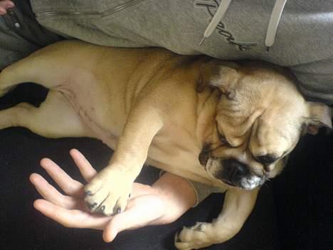 Engelsk bulldog olivia carina waldborg - ligger og puter hos farmand billede 4