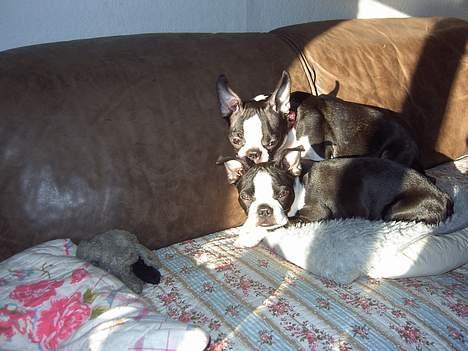 Boston terrier Asta - Asta og Flora, - Asta forrest. billede 6