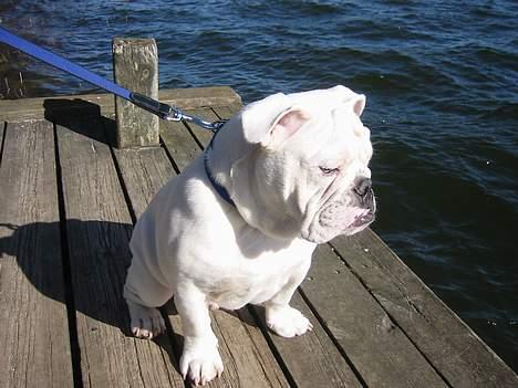 Engelsk bulldog olivia carina waldborg - se min flotte bror anton sne billede 5