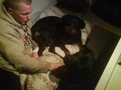 Blanding af racer Sussie R.I.P.  - Sussie, far og Bølle :o) billede 13