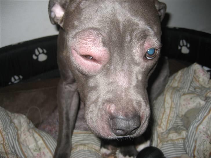 Amerikansk staffordshire terrier zika - NÆLDEFEBER  billede 20