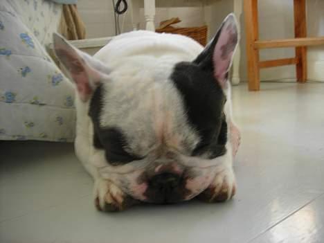 Fransk bulldog Prins Freddy R.I.P - Freddys sove måde billede 4