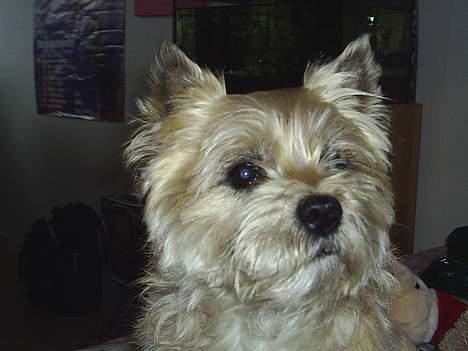 Cairn terrier Valde - nusser billede 13