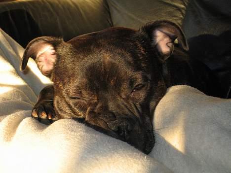 Staffordshire bull terrier *AYA* - *NYT* ligger og putter bag morfars ben, så jeg kan passe på ham billede 11