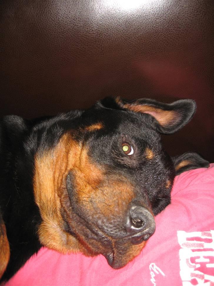 Rottweiler R.I.P Jessie pigen <3 - Gå væk med det kamera mor! billede 18