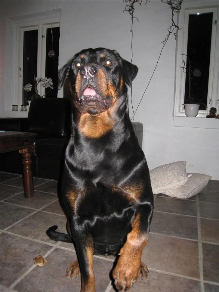 Rottweiler R.I.P Jessie pigen <3 - ja ja, jeg kan så men gi pote i luften... NYT DEN 11. Marts 2008 billede 19