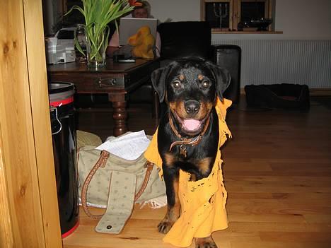 Rottweiler R.I.P Jessie pigen <3 - Hi hi, vi leger lige med gulvkluden billede 20