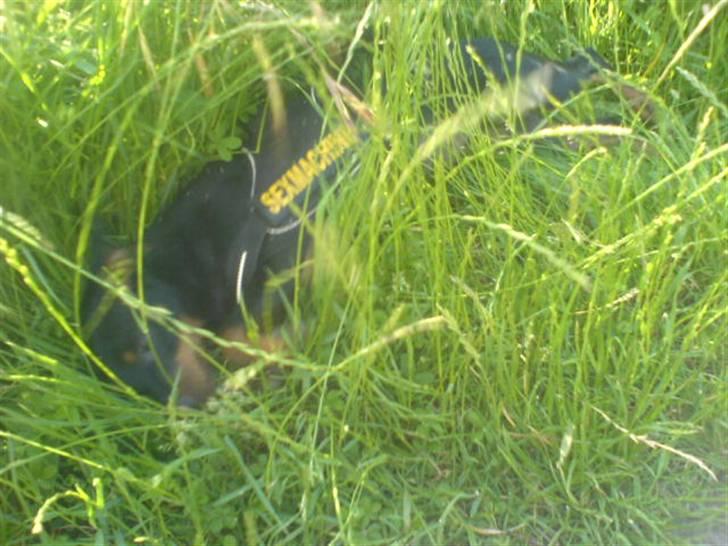 Dvaergpinscher  Rødkildes Tjalfe - jeg VIL IKK hjem så i kan ikk finde mig. der er nogle gode ting ved at være lille billede 19