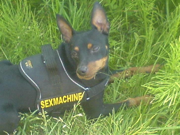 Dvaergpinscher  Rødkildes Tjalfe - jeg er super charmerende billede 20