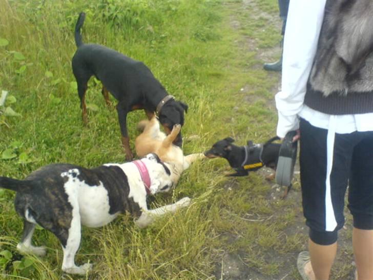 Dvaergpinscher  Rødkildes Tjalfe - det er nogle af mine venner/veninder billede 21